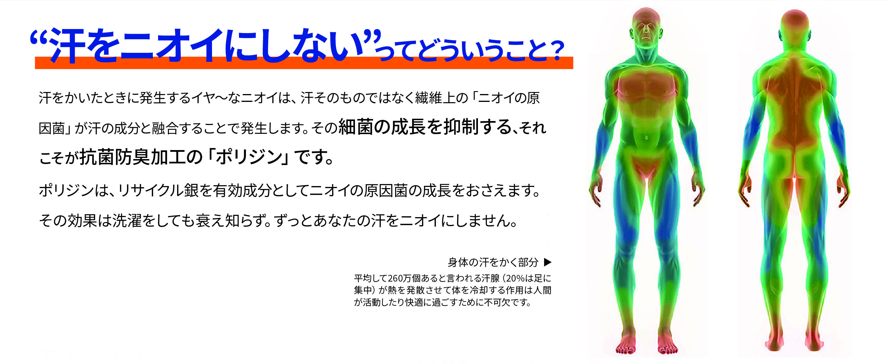 ポリジン